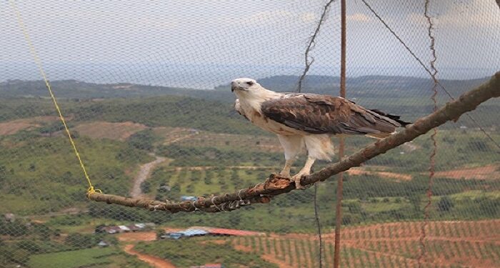 PT Timah Tbk Bersama BKSDA Kepri dan Riau Lepaskan Puluhan Satwa Ke Alam Bebas