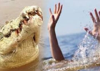 Berkat Pawang Warga Banyuasin Yang Hilang Diterkam Buaya Ditemukan Dengan Kepala Hancur