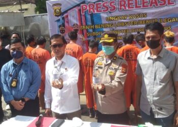 Berkedok Tampung Ikan Hias, Warga di Banyuasin Simpan 153.450 Ekor Benih Lobster