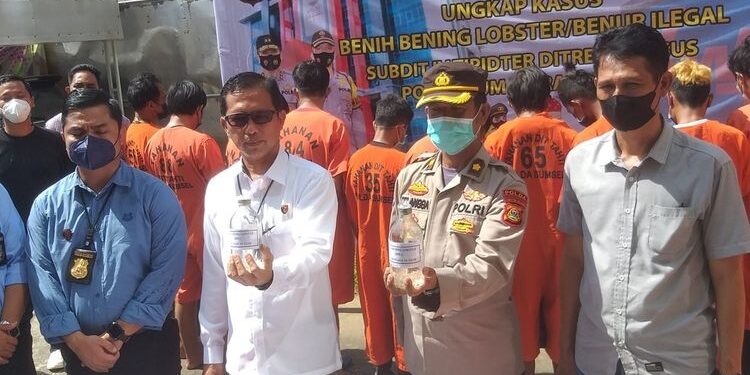 Berkedok Tampung Ikan Hias, Warga di Banyuasin Simpan 153.450 Ekor Benih Lobster