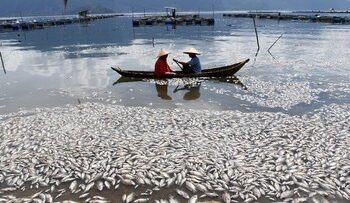 Akibat Curah Hujan, 200 Ton Ikan di Danau Maninjau Mendadak Mati