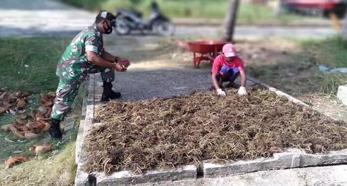 Babinsa Desa Paoh Serka M.Amin Komsos Warganya Sedang Panen Rumput Laut