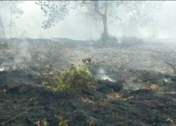 Damkar Dan BNPB Kerahkan Dua Mobil, Padamkan Api Di Lahan Gambut