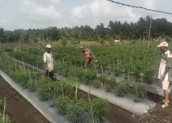 Koramil 02 Moro pantau lokasi petani cabai keriting sebanyak 17 pokok di Durai