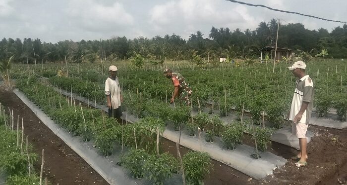 Koramil 02 Moro pantau lokasi petani cabai keriting sebanyak 17 pokok di Durai
