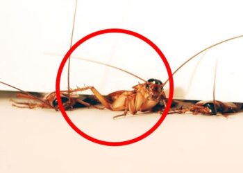 Telinga Pria Ini Jadi Sarang Kecoak Selama Tiga Hari, Dokter Mengira Cuma Kemasukan Air