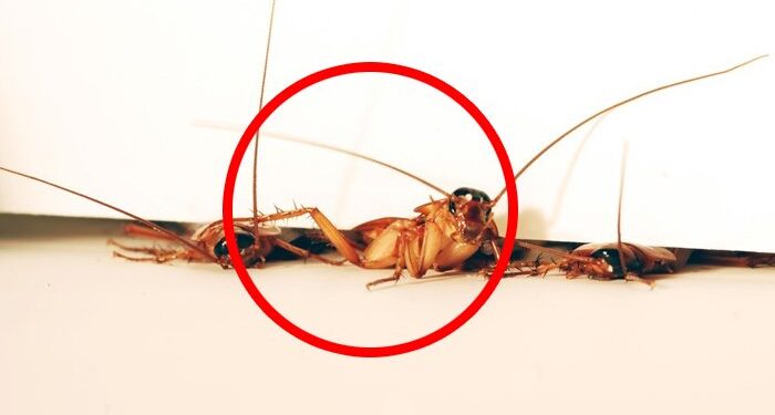 Telinga Pria Ini Jadi Sarang Kecoak Selama Tiga Hari, Dokter Mengira Cuma Kemasukan Air