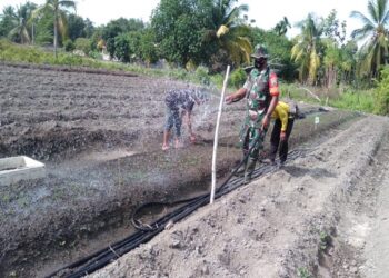 Babinsa Paoh Bantu Warga Bertanam Cabe Di Sidodadi Moro