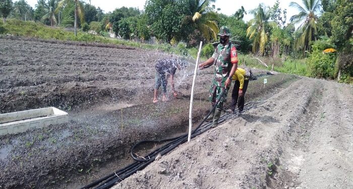 Babinsa Paoh Bantu Warga Bertanam Cabe Di Sidodadi Moro