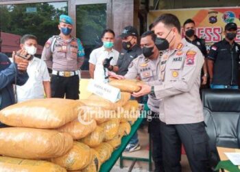 25 Kilogram Ganja Kering Disita Polisi Dari Seorang Pemuda Di Padang Besi Kota Padang