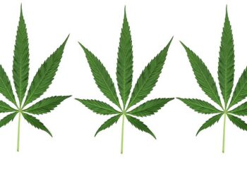 Legalisasi Ganja Di Negeri Jiran Bisa Berdampak Ke Indonesia