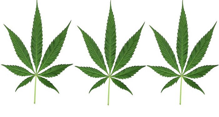 Legalisasi Ganja Di Negeri Jiran Bisa Berdampak Ke Indonesia