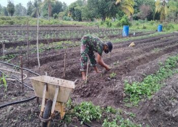 Anggota Koramil Moro Luangkan Waktu Tanam Cabe Menjaga Ketahanan Pangan