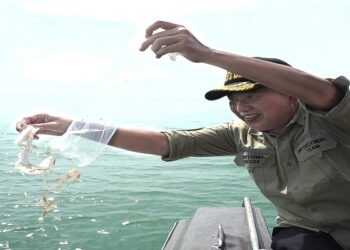 Bea Cukai Kepri Gagalkan Penyelundupan Benih Lobster Senilai 14 Milyar Rupiah