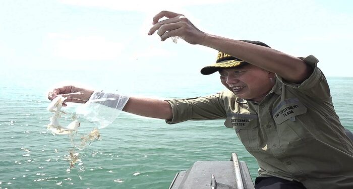 Bea Cukai Kepri Gagalkan Penyelundupan Benih Lobster Senilai 14 Milyar Rupiah