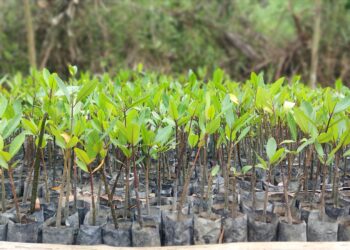 PT Timah Dukung Budidaya Mangrove Kelompok Nelayan Batu Tuan 