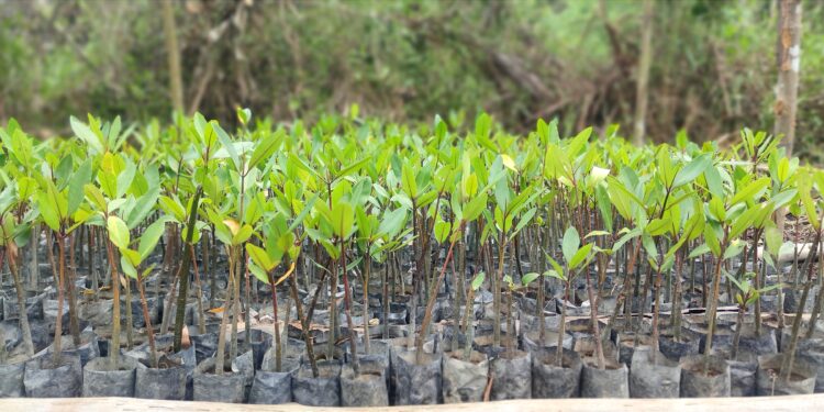 PT Timah Dukung Budidaya Mangrove Kelompok Nelayan Batu Tuan 