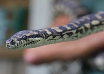 Ngefly, Ular Piton Ini Kecanduan Sabu Hingga Lakukan Rehabilitasi