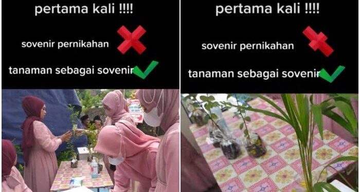 Viral Tamu Undangan Pernikahan Dapat Suvenir Bibit Tanaman, Mulai Dari Palem Hingga Bidar
