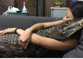Kisah Wanita Pelihara Buaya Tanpa Dikandang, Tiap Hari Dipeluk & Tidur Bareng, Pacarnya Minta Putus