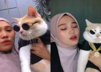 Pororo Kucing Tiktok Hilang