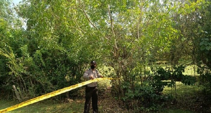 Dikira Layangan, Ternyata Bule Polandia Tewas Gantung Diri Di Pohon