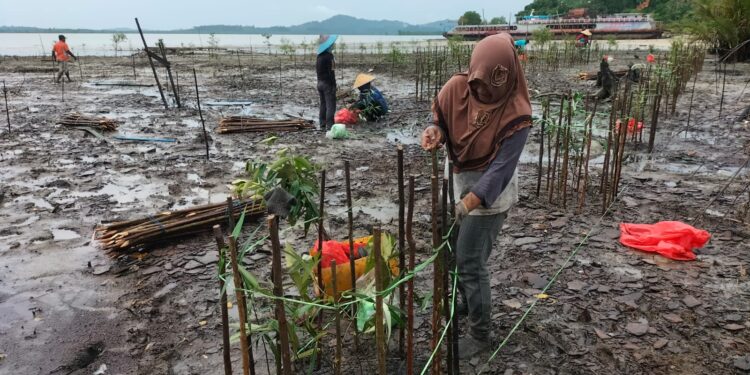 Gandeng Warga Teluk Salak, PT Timah tanam 5000 Bibit Mangrove di Pantai Teluk Salak