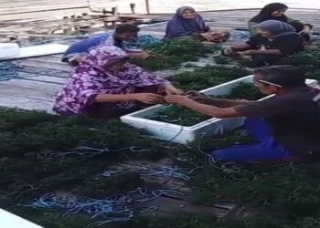Kades Pulau Jang Terus Kembangkan Ribuan Tali Budidaya Rumput Laut Untuk Ketahanan Pangan