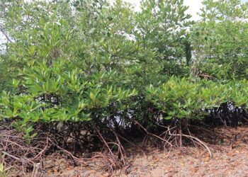 Tahun 2022, PT Timah Tbk Targetkan Tanam 5000 Mangrove di Kundur