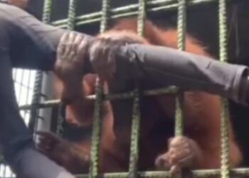 Pembuat Konten Ditarik Orang Utan Di Kebun Bintang Kampar Minta Maaf
