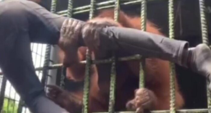Pembuat Konten Ditarik Orang Utan Di Kebun Bintang Kampar Minta Maaf