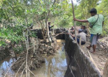 PT Timah tanam 5000 Bibit Mangrove di Pantai Teluk Salak