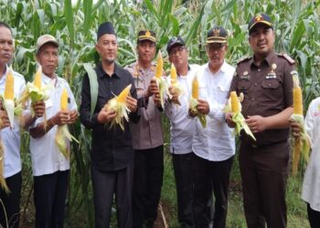 Ketua DPRD, Dinas Pertanian Panen jagung bersama Binaan DPAC APMIKIMDO Karimun