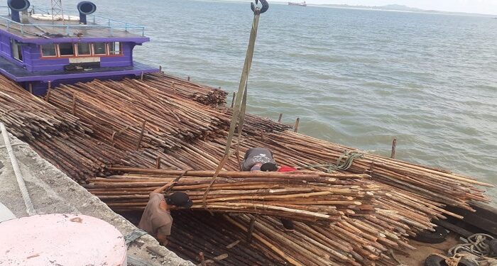 Bea Cukai Kepri Kembali Gagalkan Upaya Penyelundupan Ribuan Batang Kayu Bakau
