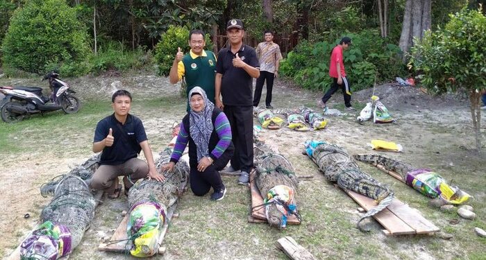 28 Ekor Buaya Bakas Konflik Dievakuasi dari Lingga ke Batam