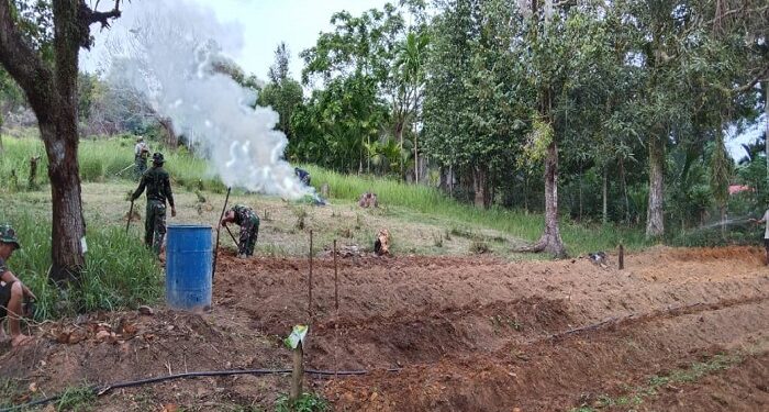 Koramil 02 Moro Gencar Galakkan Pertanian Jagung Dan Cabai Seluas 5 Hektar