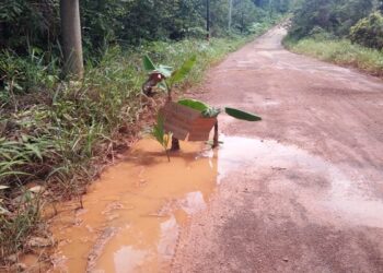 Protes Warga, Ruas Jalan Sungai Buluh – Jagoh di Tanami Pohon Pisang