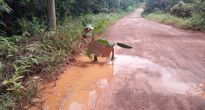 Protes Warga, Ruas Jalan Sungai Buluh – Jagoh di Tanami Pohon Pisang