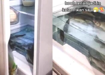 Viral Kulkas Nyala Diisi Ikan Hidup Ini Kocak, Bikin Tepuk Jidat
