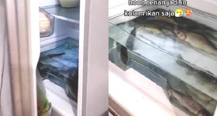 Viral Kulkas Nyala Diisi Ikan Hidup Ini Kocak, Bikin Tepuk Jidat