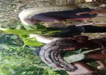 Heboh Warga Gotong Ular Piton Raksasa 7 Meter, Punya Telur 100 Butir Diangkut Pakai Karung