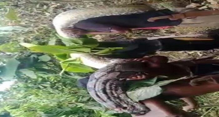 Heboh Warga Gotong Ular Piton Raksasa 7 Meter, Punya Telur 100 Butir Diangkut Pakai Karung