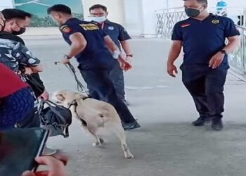 Bea Cukai Batam Gunakan Anjing Pelacak untuk Rajia Narkoba