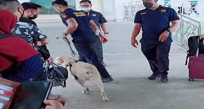Bea Cukai Batam Gunakan Anjing Pelacak untuk Rajia Narkoba