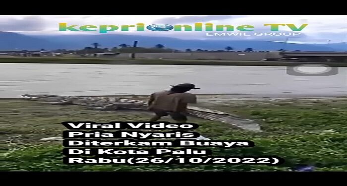 Viral, Beredar Video Detik – Detik Seorang Pria Di Palu Diterkam Buaya