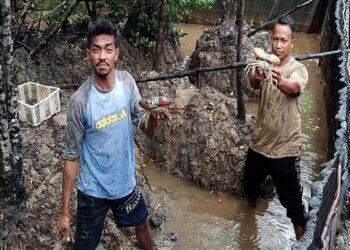 Dukungan Ketahanan Ekonomi, PT Timah Tbk Berdayakan Pokdakan Setunak Bersatu Budidayakan Kepiting