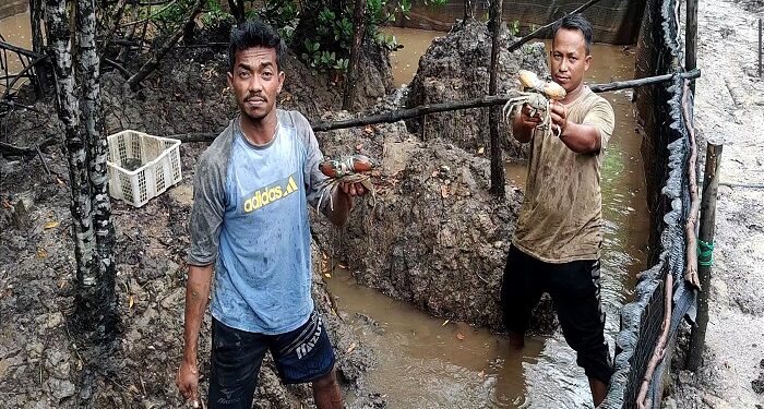 Dukungan Ketahanan Ekonomi, PT Timah Tbk Berdayakan Pokdakan Setunak Bersatu Budidayakan Kepiting