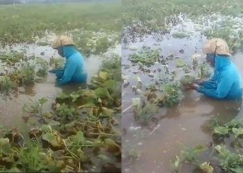 Video Viral, Petani Melon Menangis Meratapi Ladang Melonnya Gagal Panen Akibat Banjir
