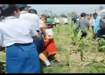 Video Tanaman Jagung Milik Warga dibabat Habis PTPN IV
