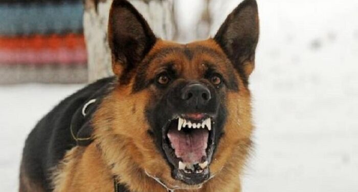Serangan Anjing Pitbull Tewaskan Dua Balita